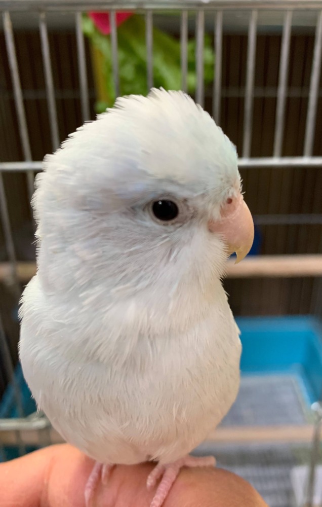 一途な小鳥、マメルリハ