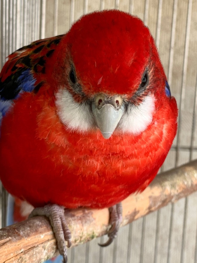 シャイでキュートなナナクサインコ