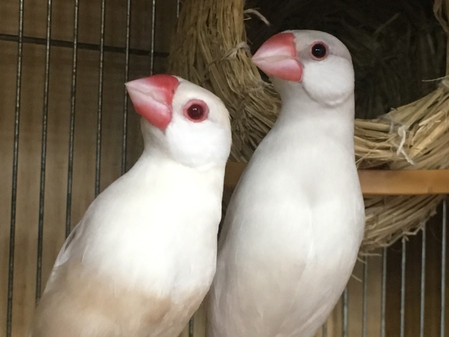 なかよし白文鳥のペア