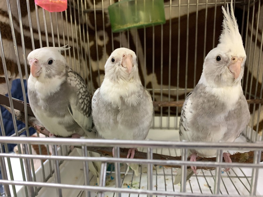 おしゃべりなオカメインコ