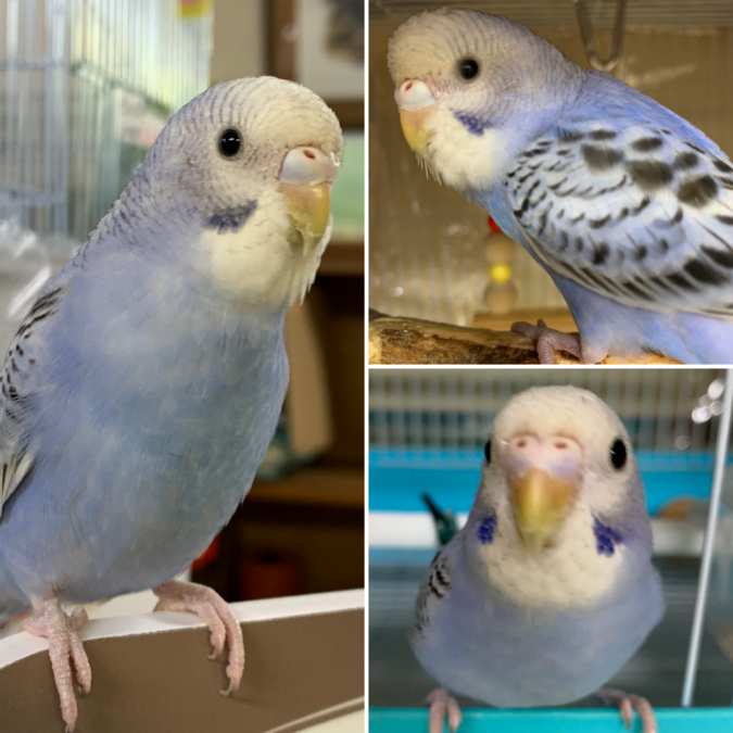 手乗りセキセイインコ