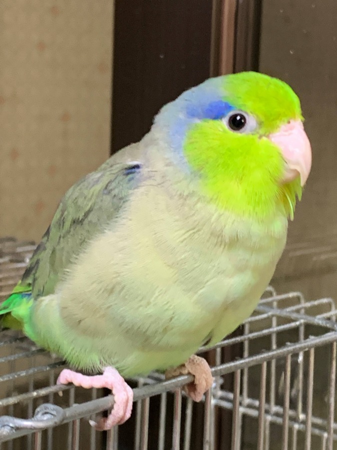 カッコイイ〜！マメルリハのオス！