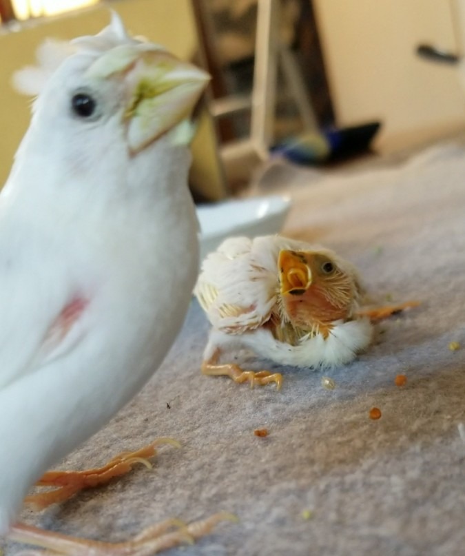 父ちゃん、メシくれー