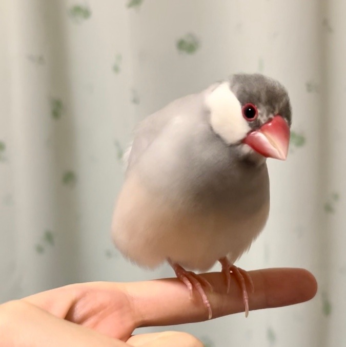 僕イケブン？