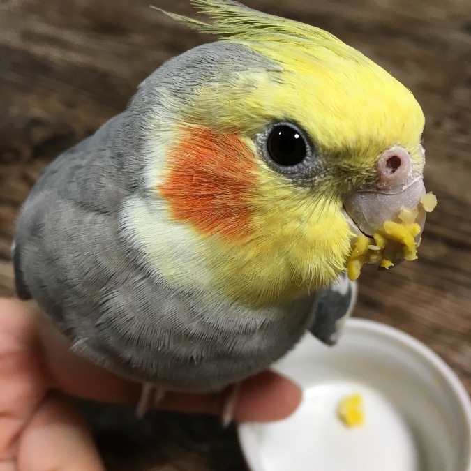 何食べたの？
