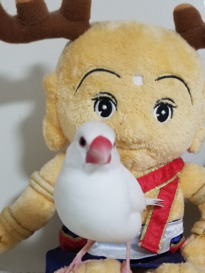発情期です。