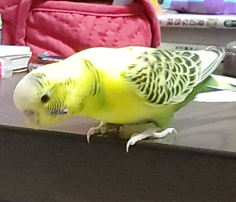 きみちゃんでーす。