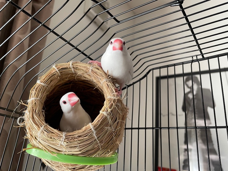 はじめまして∧( ‘Θ’ )∧