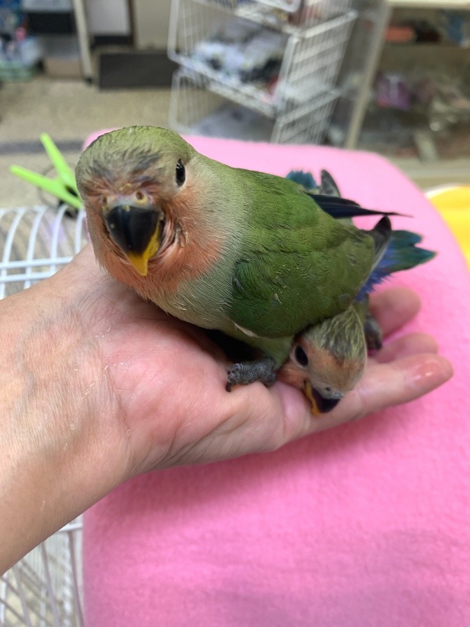 尻に敷かれてます