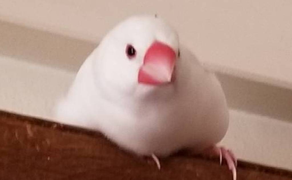 とろけた〰️いちご大福