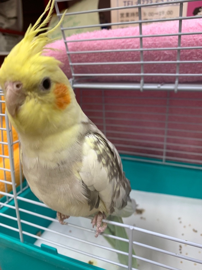 爪切りに来たよ