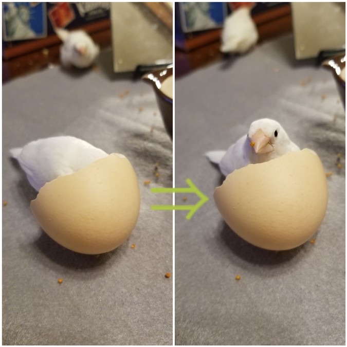 お弁当ついてますよ