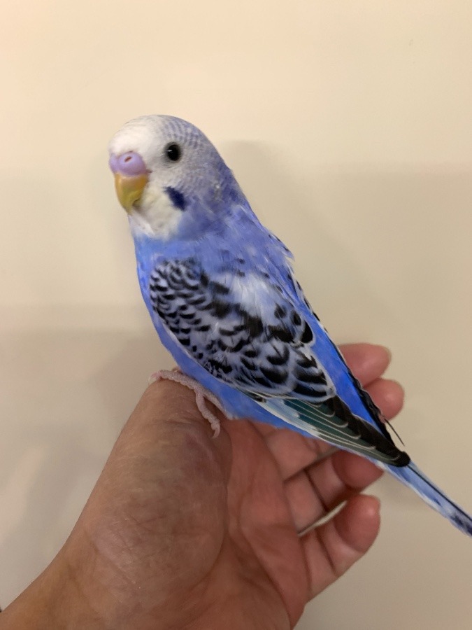 呼び名はロット