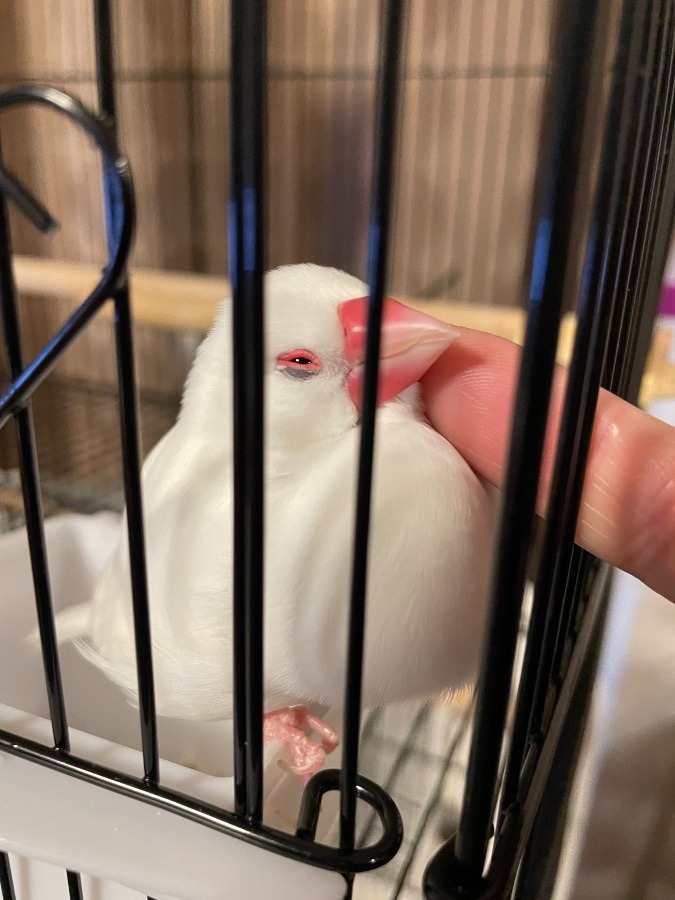 ツンデレ