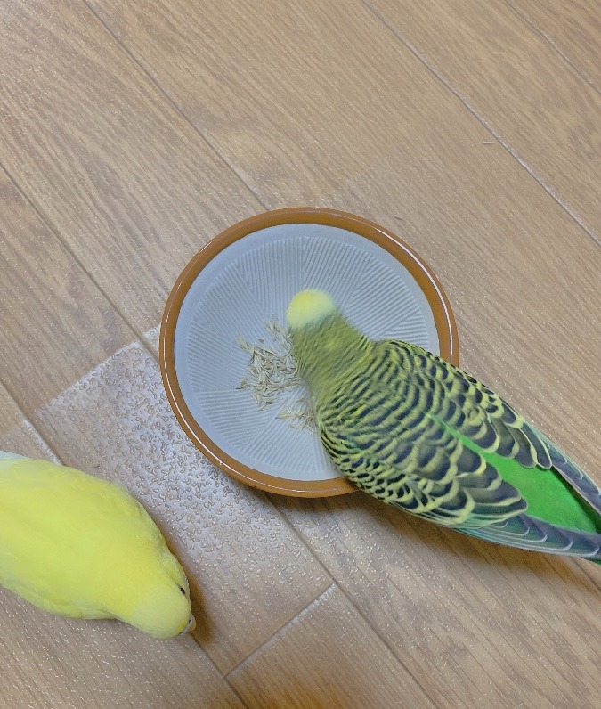 すり鉢がお気に入り