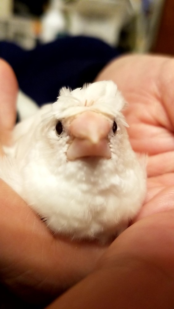 モフってます