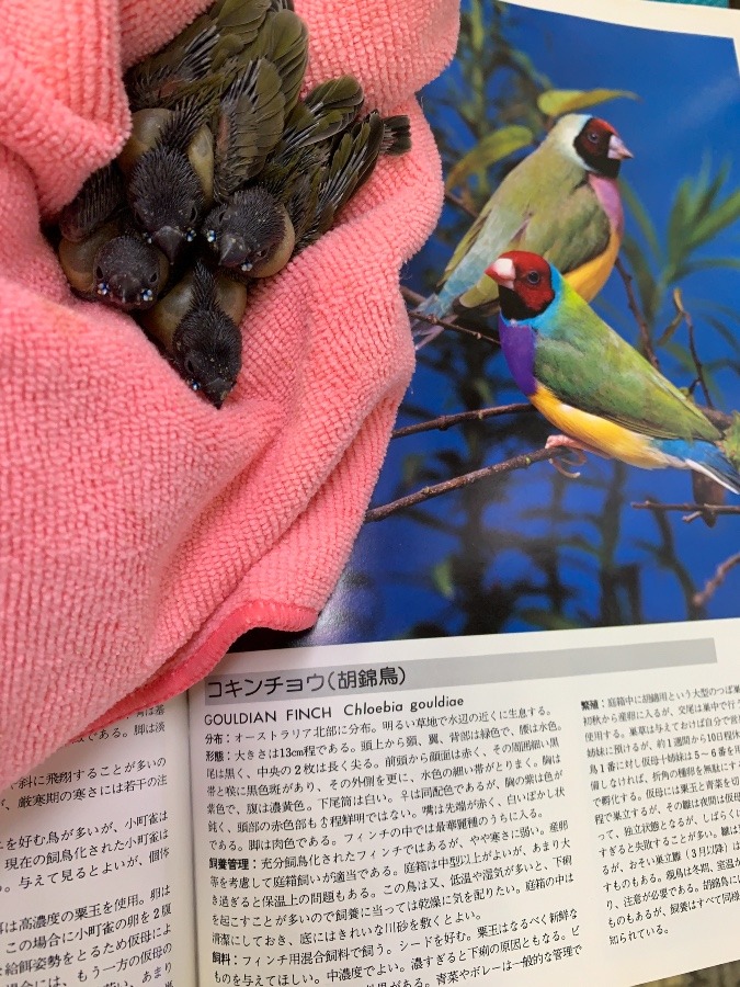 コキン鳥がマイブーム