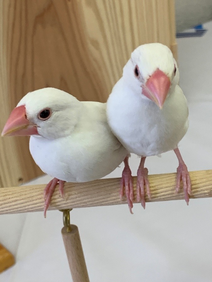 白文鳥は最強美形だ！