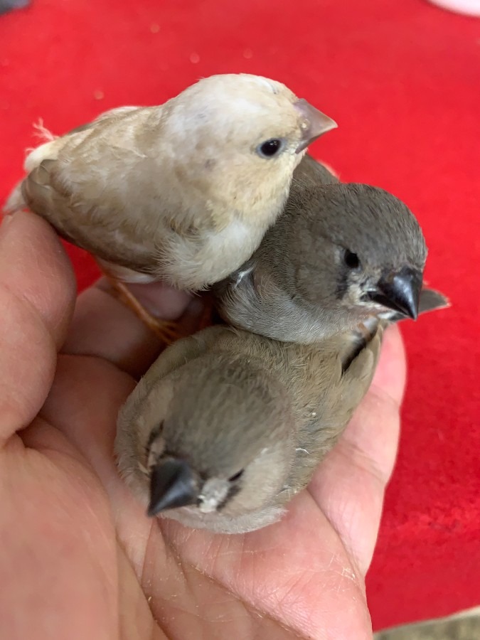 錦花鳥を手乗りに